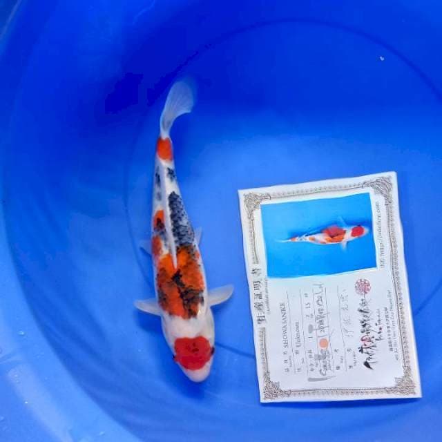 Showa import isa farm