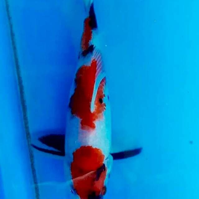 Super showa maruten of tategoi 17cm