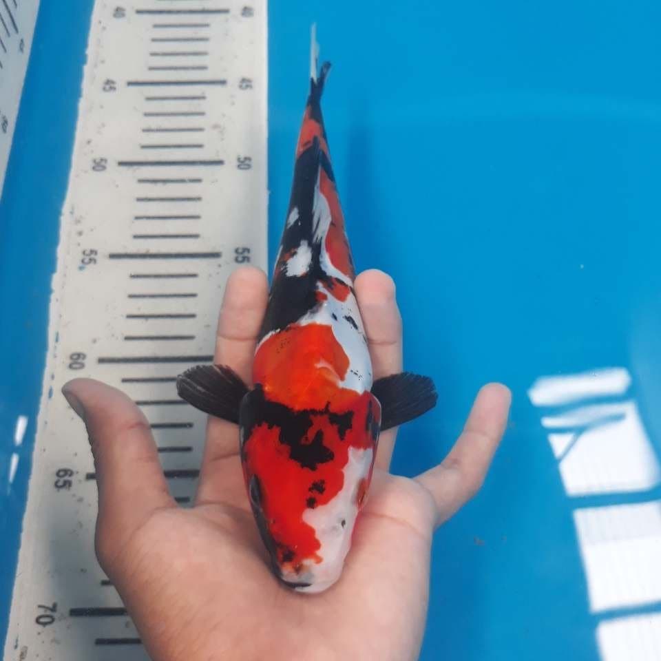 SHOWA DOITSU 2 (24cm)