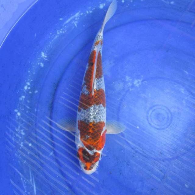 Goshiki ±32cm