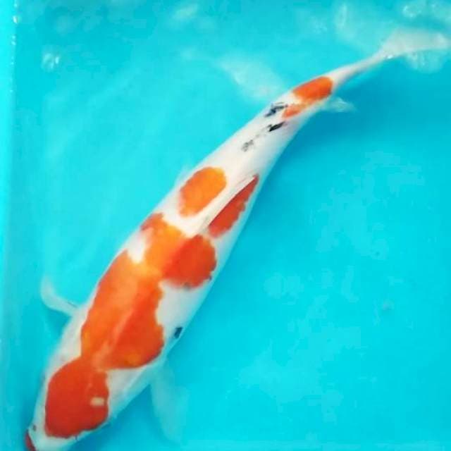 Sanke 33cm