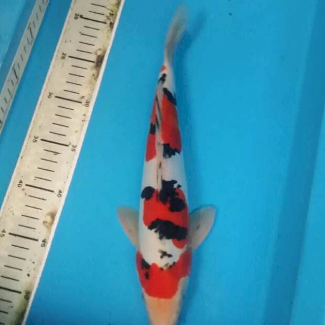 Sanke doitsu jantan