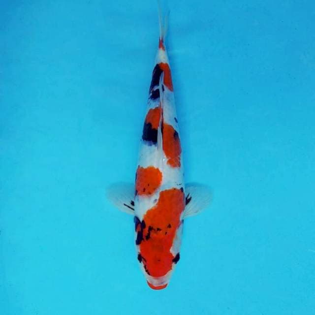 JODA 10 - SHOWA EVOLUTION ®