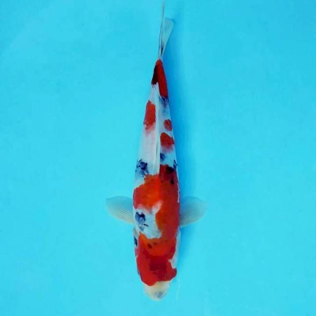 JODA 13 - SHOWA EVOLUTION ®