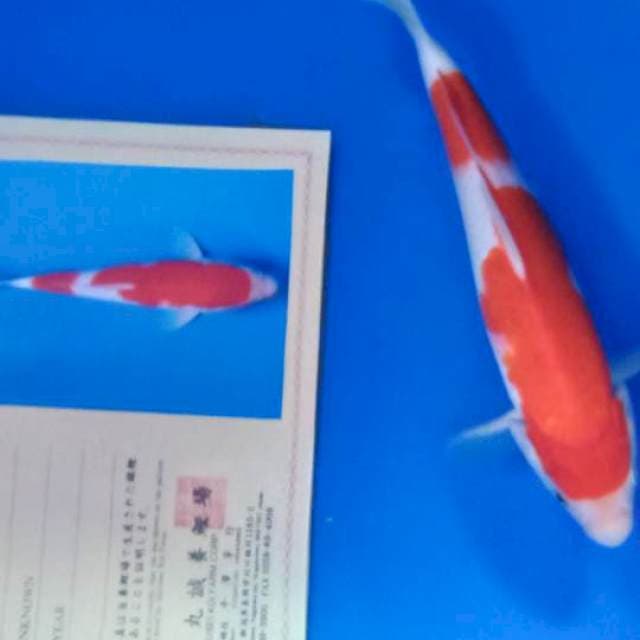 Kohaku import strong