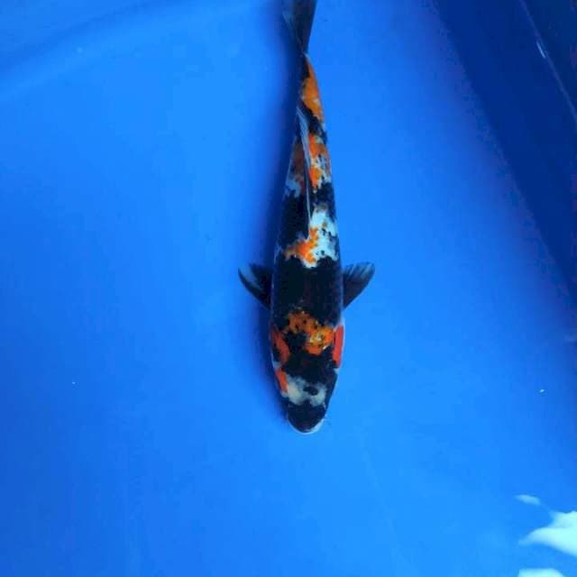 Showa unique patern 20cm