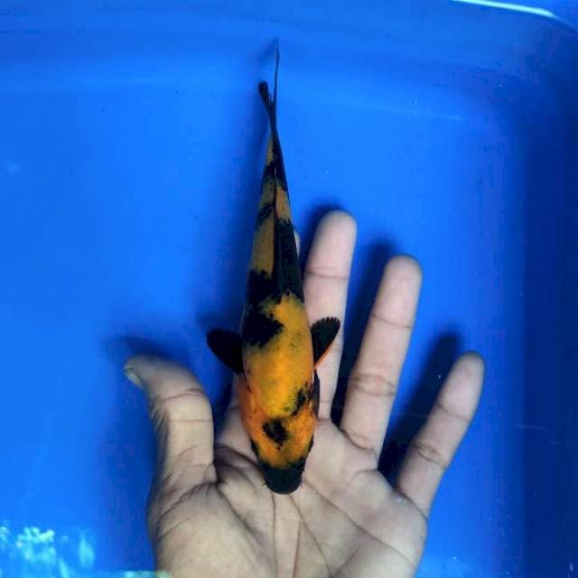 Utsuri bahan 17cm