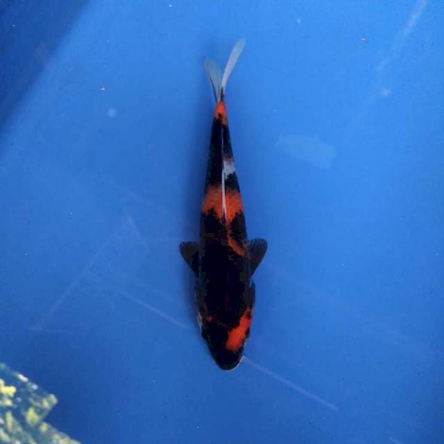 Showa sanshoku 17cm