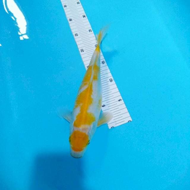Ochiba lemon fm 30 cm