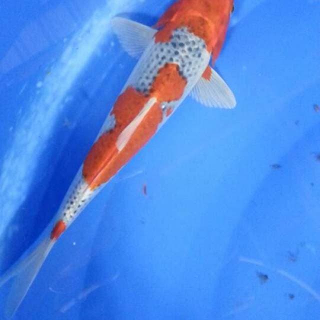 Gosiki 29cm jos