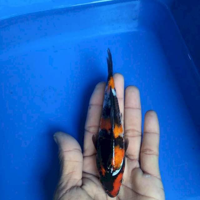Showa mini 14cm 