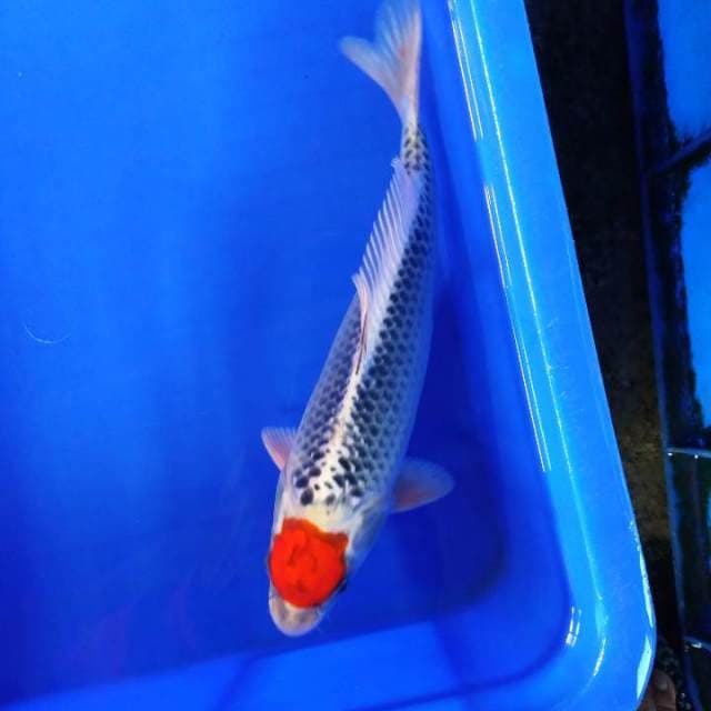 Tanco 29cm