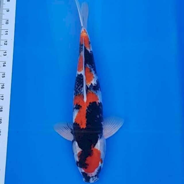Maruten showa 41cm