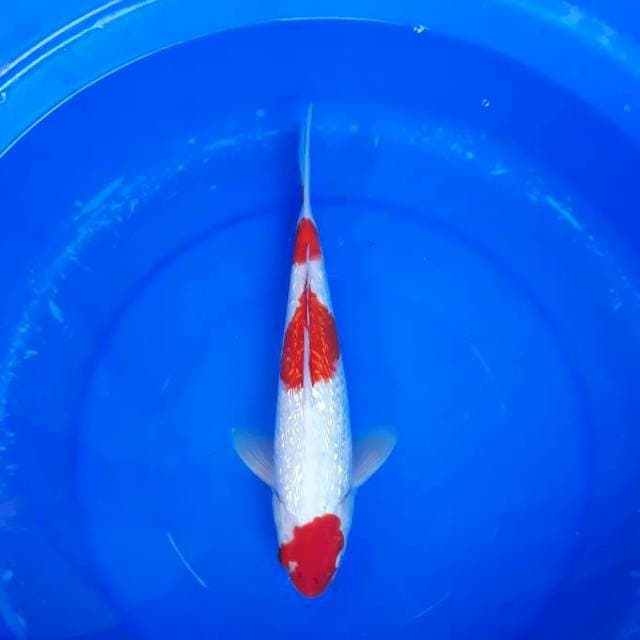 Kohaku Ginrin