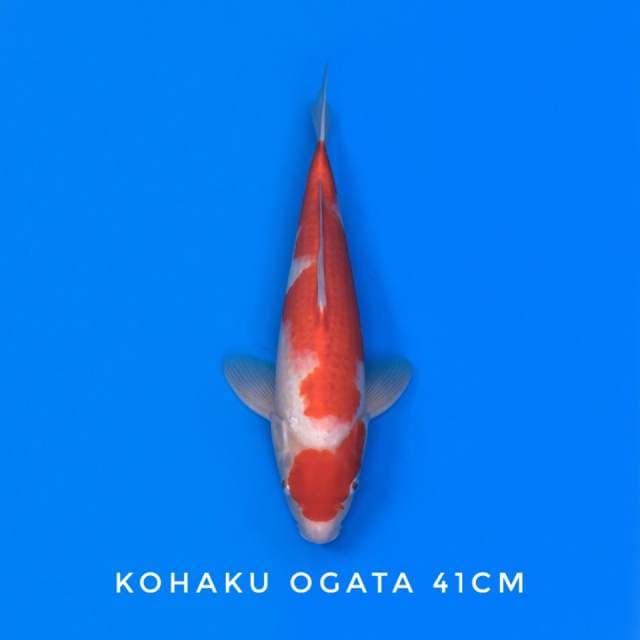 maruten kohaku ogata sertifikat