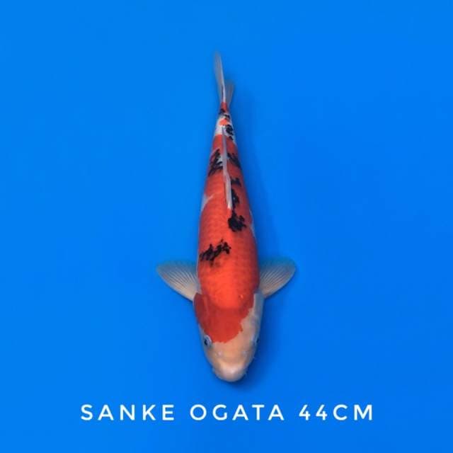 sanke ogata sertifikat
