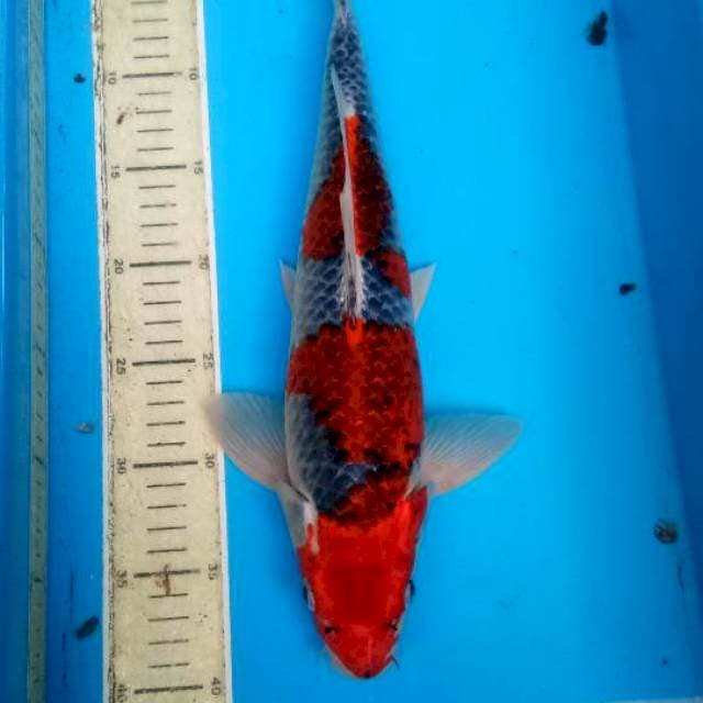 Gosiki 40bu male