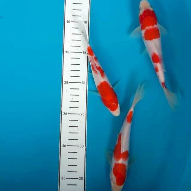 Mix kohaku