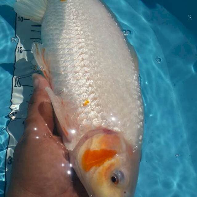 snow asagi bulki 38 cm male
