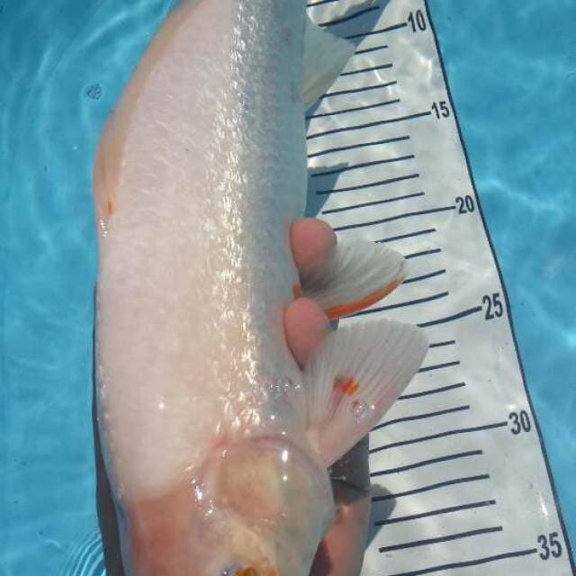 snow asagi bulki 38 cm male