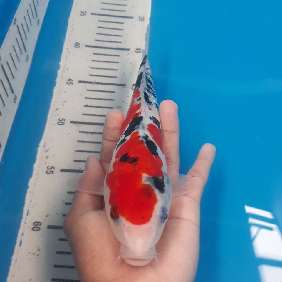 SANKE DOITSU (24cm)