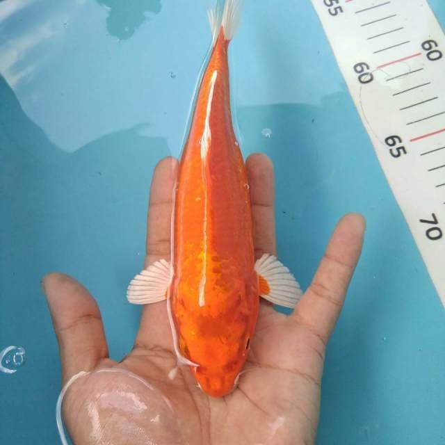 Orenji 21cm ogon