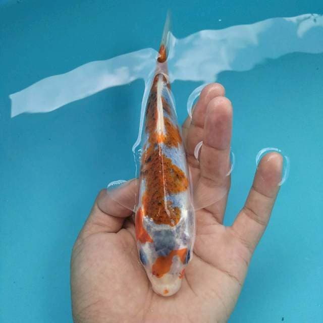Ghosiki~20cm