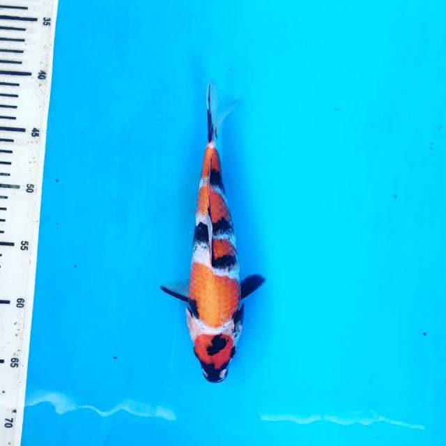I. Maruten Showa 5step 25cm