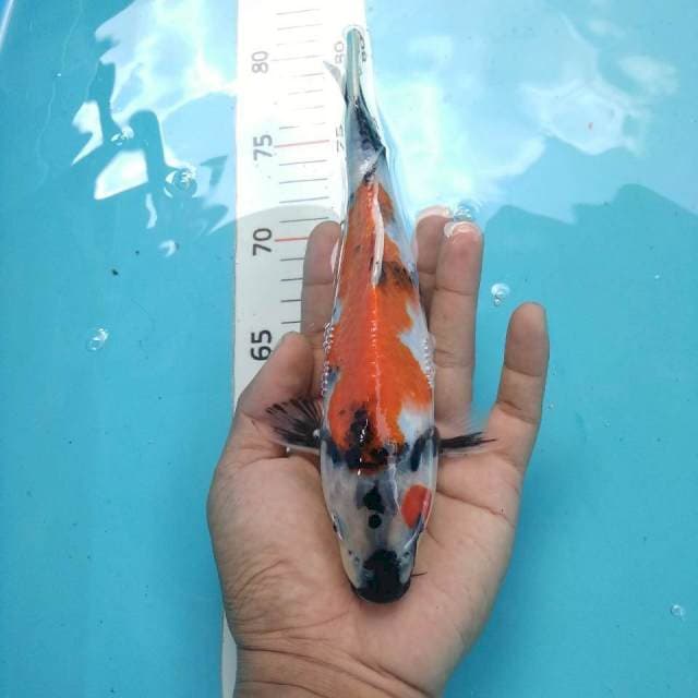 Showo~24cm