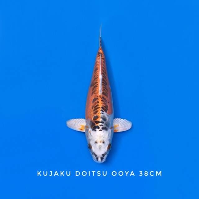 kujaku doitsu ooya sertifikat
