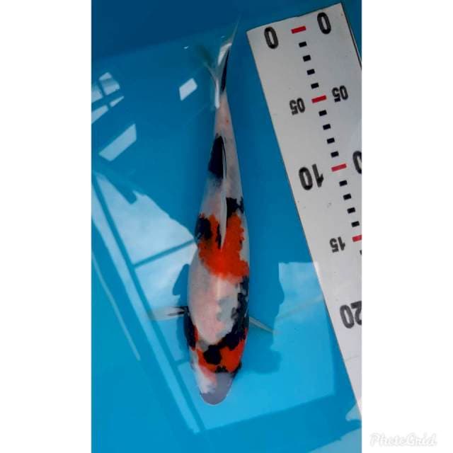 Showa isa 24cm