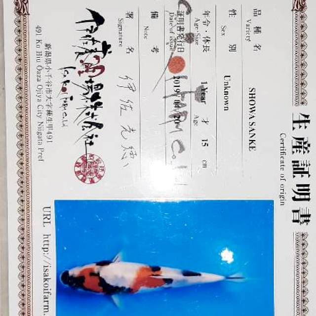 Showa isa 24cm