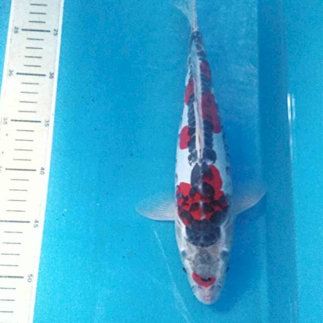 Goshiki Doitsu, 32 cm