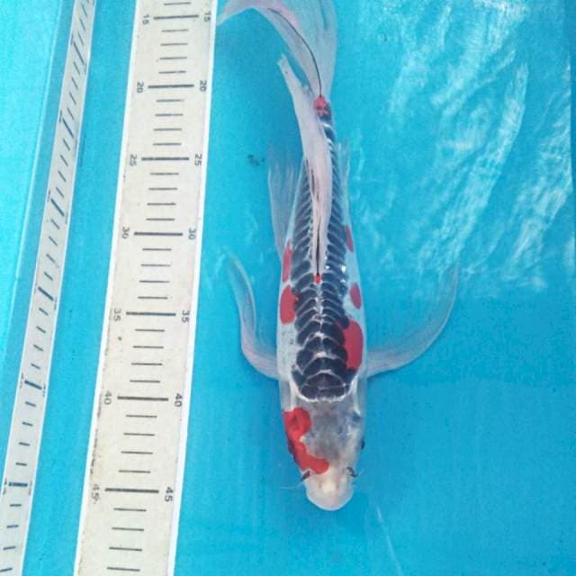 Kumpay, 33 cm