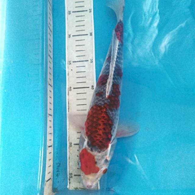 Goshiki, 35 cm