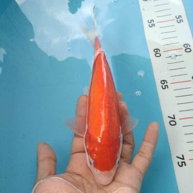 Omoyo kohaku doit 23cm