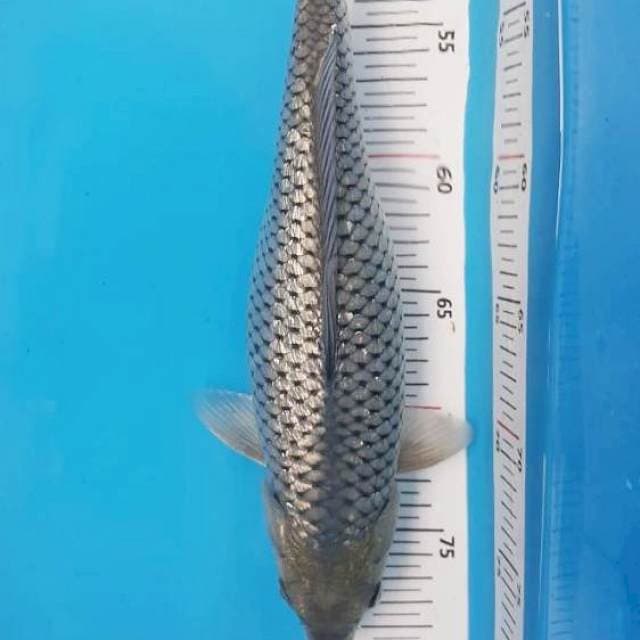 Soragoi Ginrin 35BU
