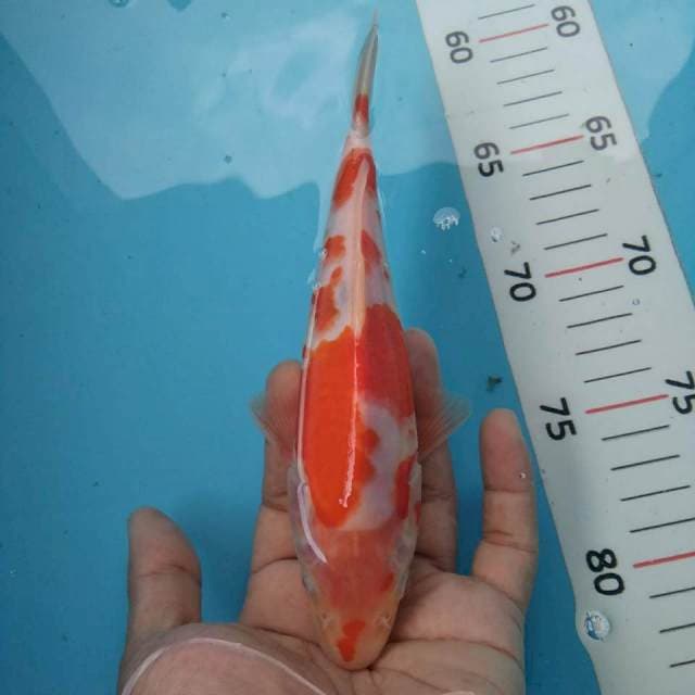 Orenji 23 cm