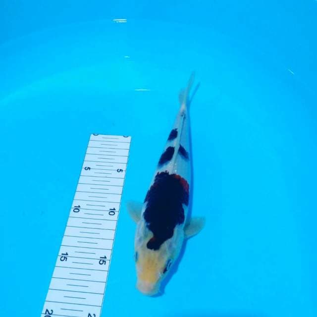 Goromo 28 cm