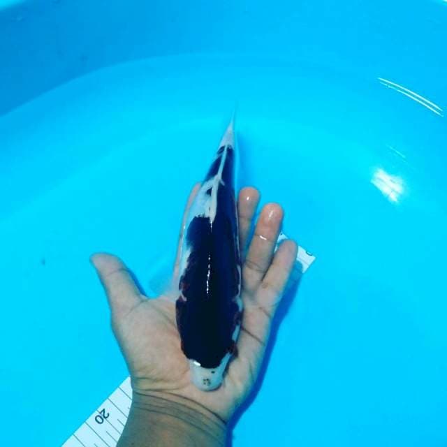 Goromo 26cm