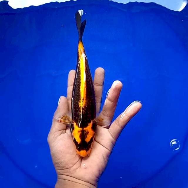 Kabuto ±23cm