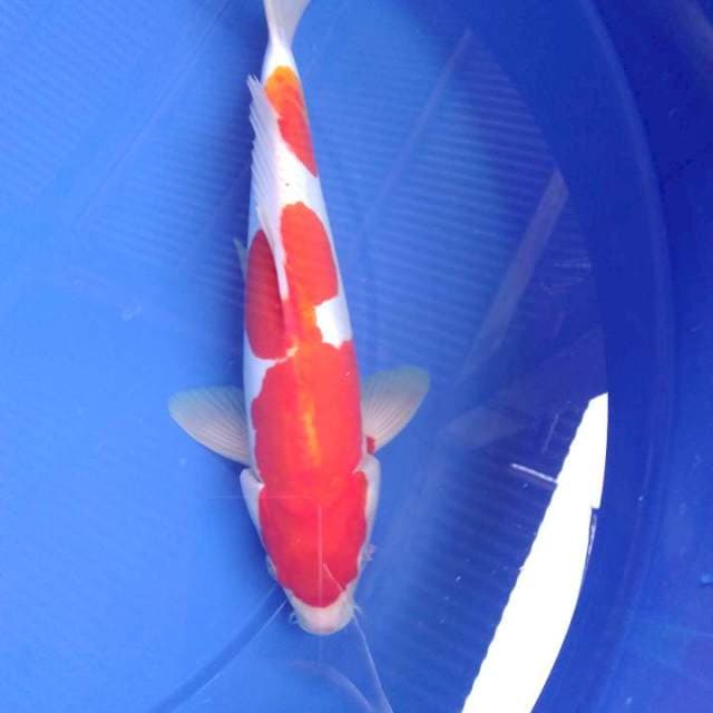 Kohaku Doitsu Murni 35bu