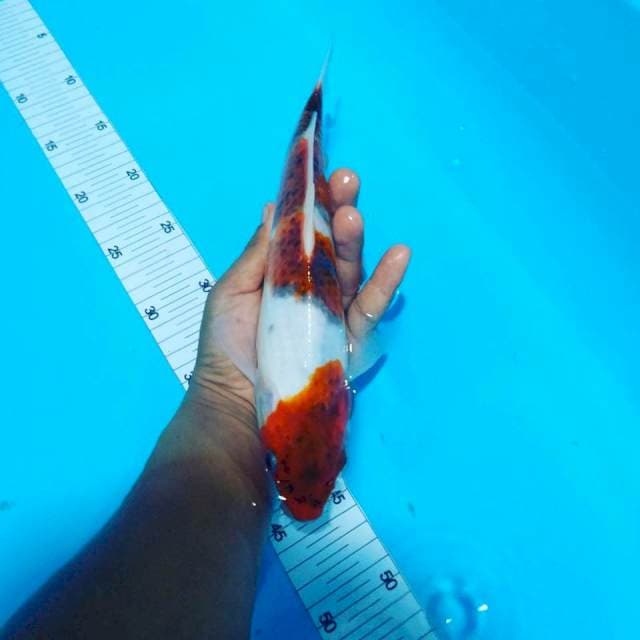 Ai goromo 29cm