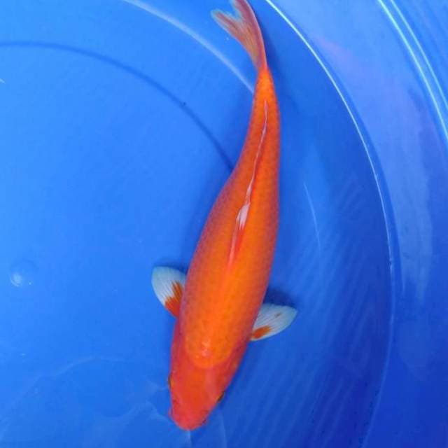 Aka Hajiro 37 F1