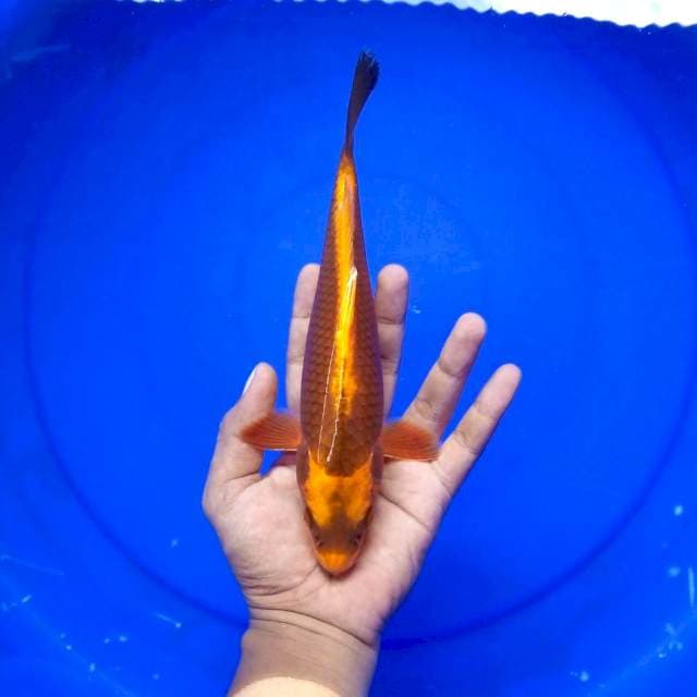 Kabuto Dragon ±25cm