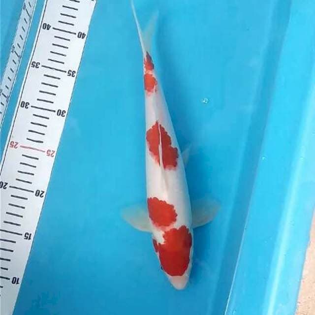 Kohaku Koromo ~33