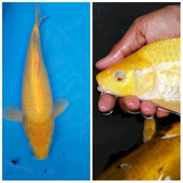 RED EYE KARASI 31 cm