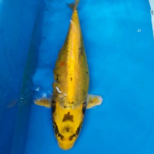 BANANA montok 32 cm