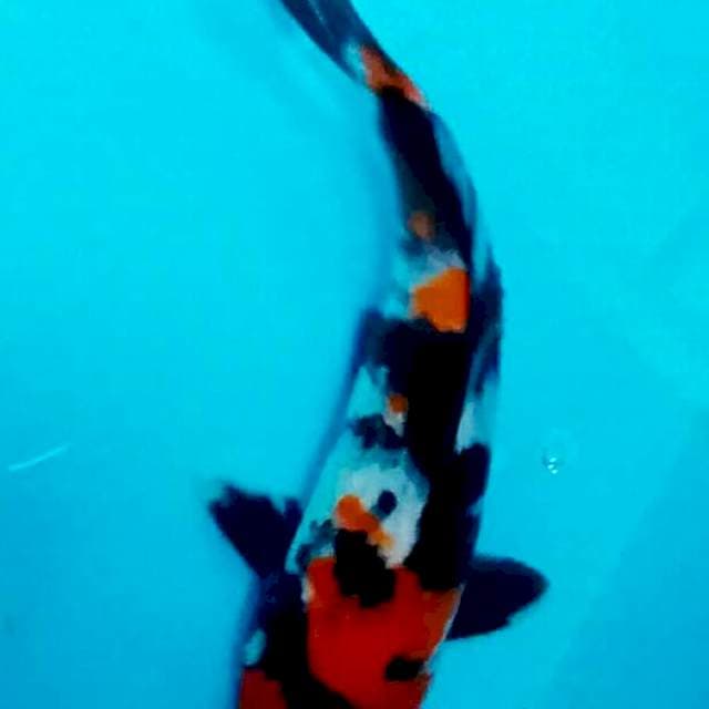 Showa memukau 23cm