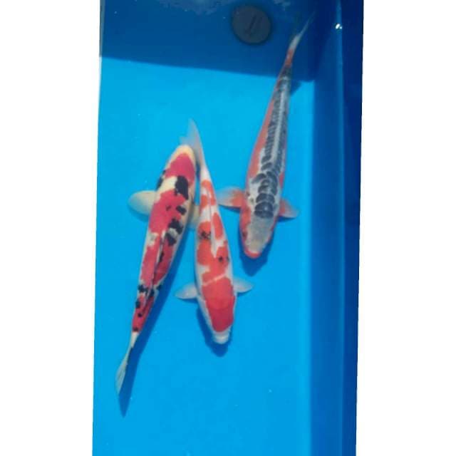 Mix 3ekor 35-40cm